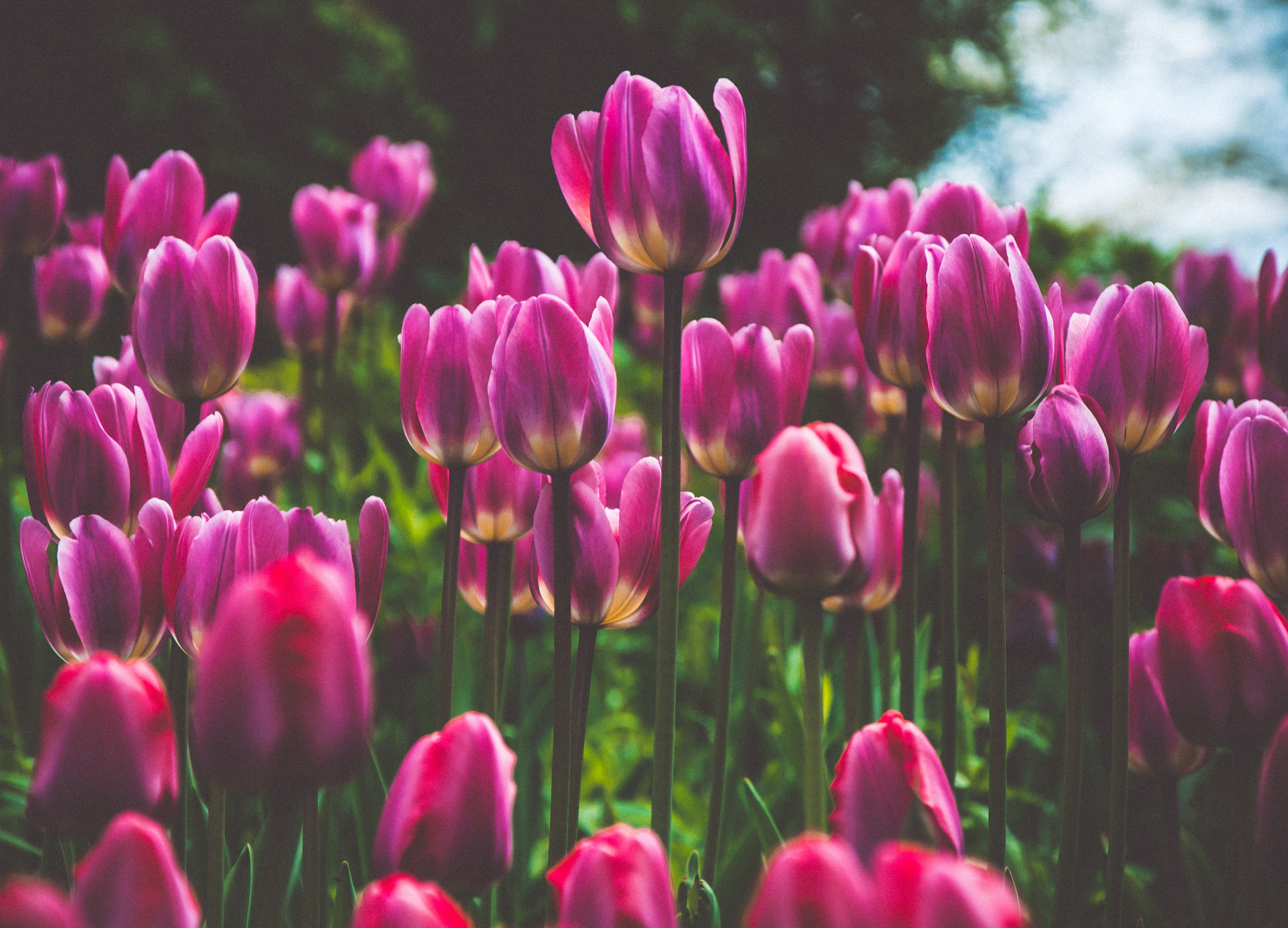 カメラ関連サイト